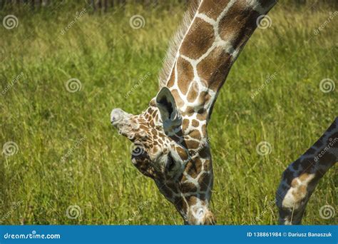 Giraffe Eating Grass in the Meadow Stock Photo - Image of african ...