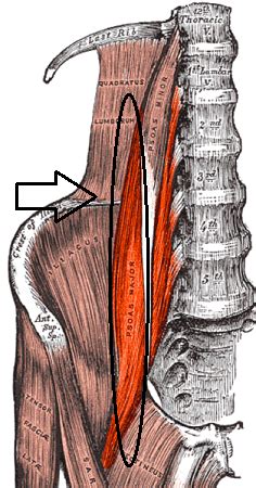 Psoas Major Muscle Location