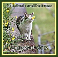 97 Happy Wednesday ideas | happy wednesday, cute animals, animals