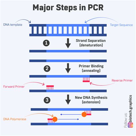 Pcr Test Template