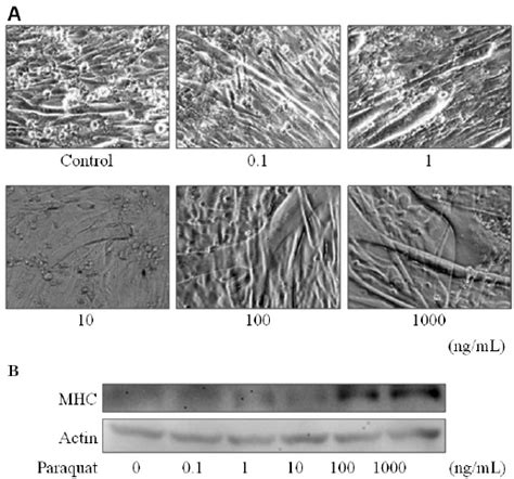 Effect Of Paraquat On The Differentiation Of C2c12 Cells C2c12 Cells