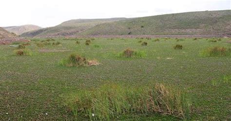 Interapas Debe Limpiar Presa De San Jos Rg