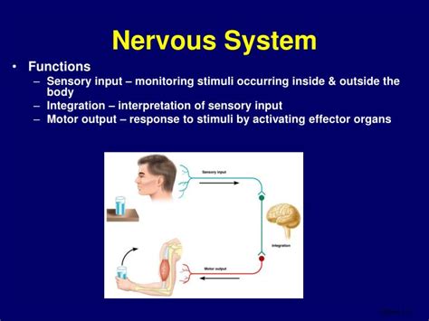 Ppt Neurophysiology Powerpoint Presentation Id168209