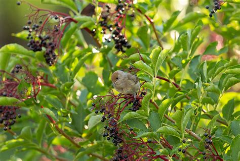 Lebensräume im eigenen Garten schaffen