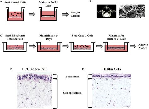 Frontiers Bioengineering Novel In Vitro Co Culture Models That