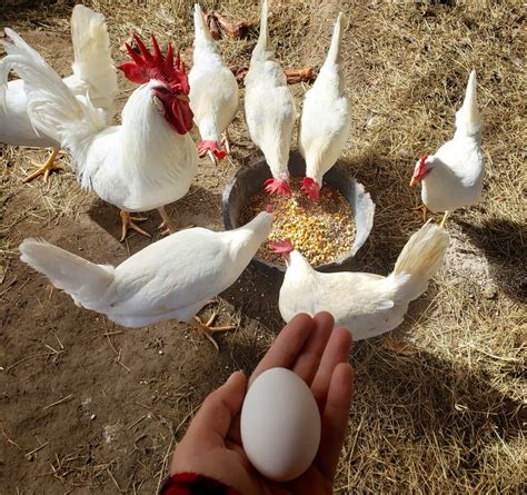 White Leghorn Hatching Eggs 1 Dozen Ebay