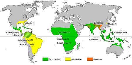 Alligator Family Tree Map