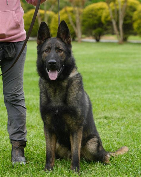 Trained German Shepherds Elite Protection And Security Dogs
