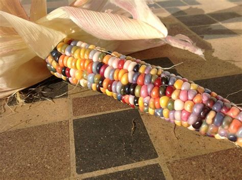 Glass Gem Indian Corn | Glass gem corn, Pinterest garden, Glass gems
