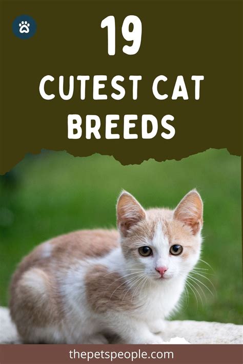 19 Cutest Cat Breeds Artofit