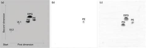 Two Dimensional Thin Layer Chromatograms Of Polar Lipids Of Strain T515