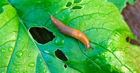 Come Curare La Pianta Di Aloe Vera All Interno O All Esterno Ohga