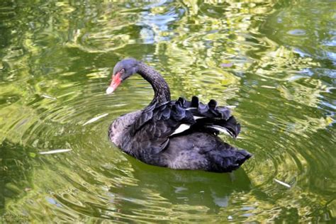 Pin von Sonja Berner auf Vögel Vögel