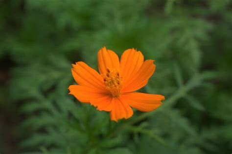 Premium Photo | Orange marigold