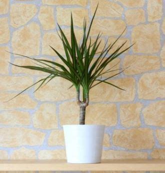 Dracaena Marginata - Madagascar Dragon Tree Care Guide - House Plants ...