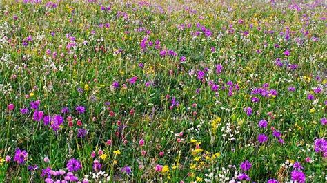 Top Perennial Plants For Wildflower Meadows