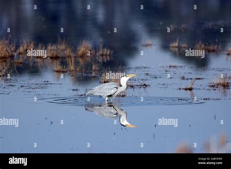 Grey Heron fishing Stock Photo - Alamy