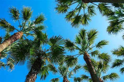 Hojas Y Copas De Palmeras Contra El Cielo Azul Washingtonia Robusta