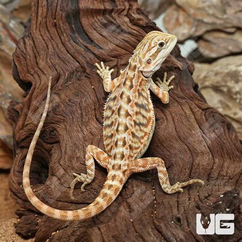 6 8 Inch Inferno Leatherback Bearded Dragons For Sale Underground