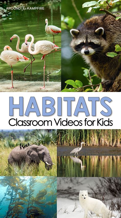 Teacher Approved Habitats Videos For Kids Around The Kampfire