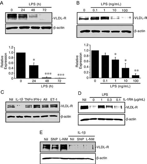 Il H Is A Principle Mediator For Lps Downregulated Vldl R Expression