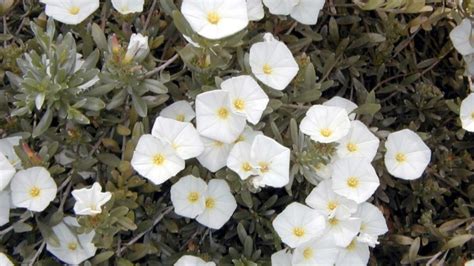 Descubre La Elegancia De La Campanilla Plateada Una Planta De Exterior