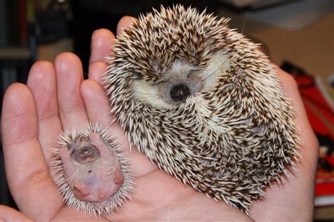 Hedgehog Giving Birth