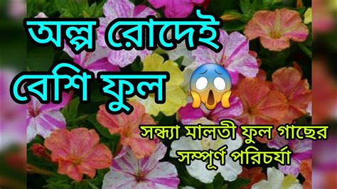 সনধয মলত ফল গছর যতন ও পরচরয বশ ফল পওযর উপয how