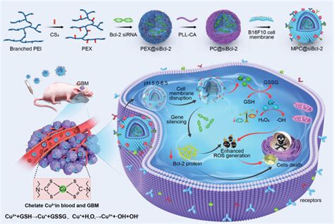 Biomimetic nanomedicine mediates chemodynamic therapy (CDT) and RNAi ...