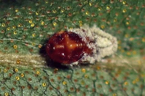 Scale Insect Bugguide