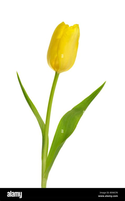 Single Yellow Tulip Flower Stock Photo - Alamy