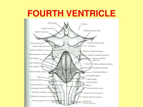 brain stem external features powerpoint