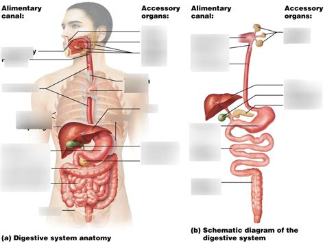 A P Chapter Digestive System Diagram Quizlet