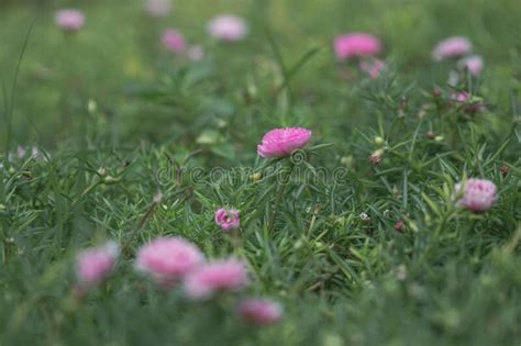 Selective Focus Close Up Beautiful Pink Portulaca Grandiflora Plant In