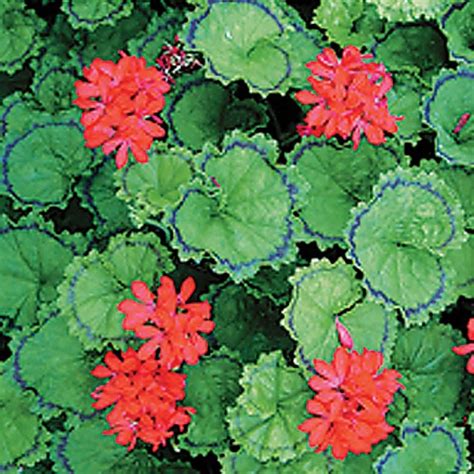 Geranium Distinction Fancy Leaf Geraniums The Vernon Geranium Nursery Geraniums