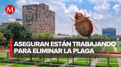 UNAM llama a mantener la calma ante plaga de chinches continuará