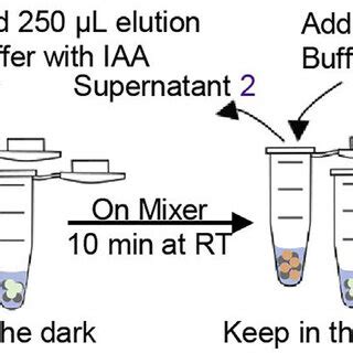 Flowchart Of Sample Preparation For On Beads Trypsin Digestion And