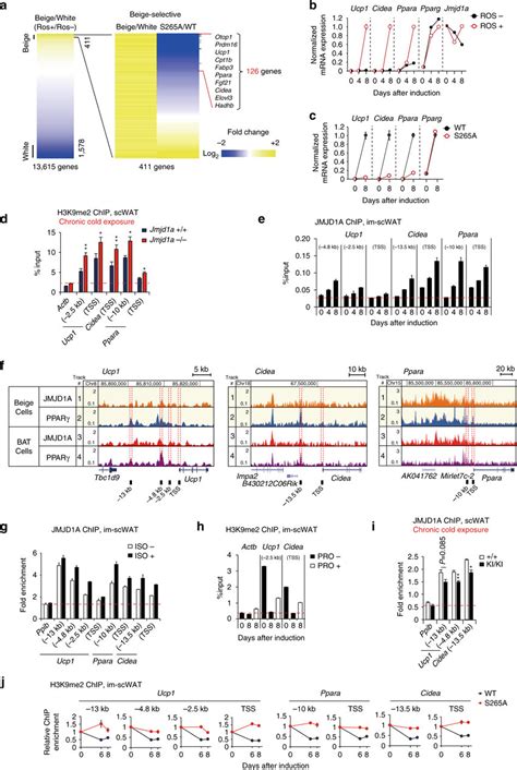 JMJD1A Demethylates H3K9me2 On Beige Selective Genes A RNA Seq Heat