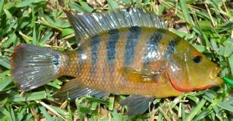 Mayan Cichlid Cichlasoma urophthalmus exotic florida cichlid south america