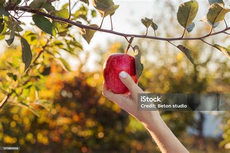 여성의 손은 과수원에 사과 나무의 가지에 아름다운 맛있는 붉은 사과를 보유하고 음식 광석 사과 주스를 수확 외부 여름 정원에서