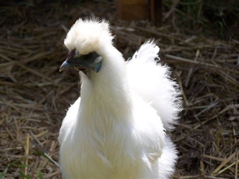 Silkie bantam chicken - perfect backyard chicken that lays slightly smaller eggs for smaller ...