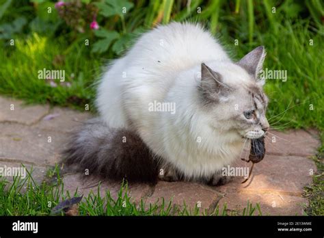 Katze Mit Einer Maus Im Mund Fotos Und Bildmaterial In Hoher