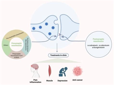 Toxins Free Full Text Neurotoxins Acting At Synaptic Sites A Brief