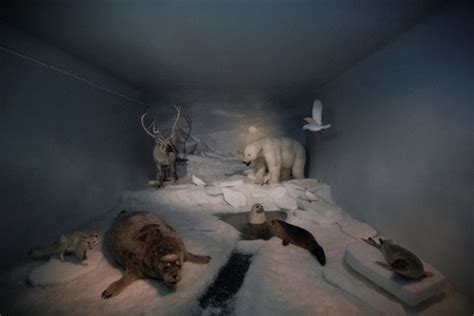 Arctic Fox Habitat Diorama