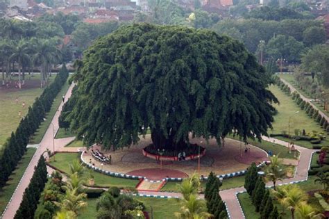 6 Filosofi Pohon Beringin Biar Jadi Pribadi Yang Lebih Tangguh