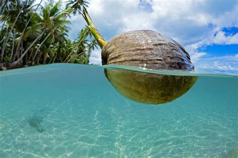 FLOATING COCONUT YAP MICRONESIA David Fleetham Underwater Photography