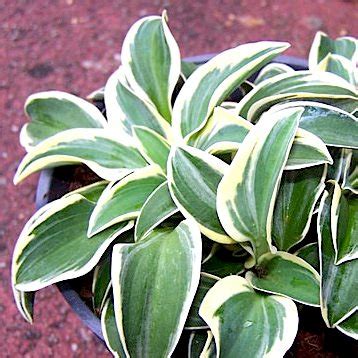 Хоста 'Фанни Маус' / Hosta hybride 'Funny Mouse' - Ландшафтная компания ...