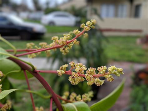 Dwarf Mango Trees: Not so Difficult to Grow - Mango.org