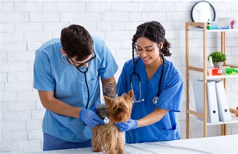 Curso de Ayudante Técnico Veterinario Formas Granada