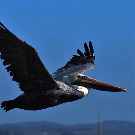 Brown Pelican Project Noah